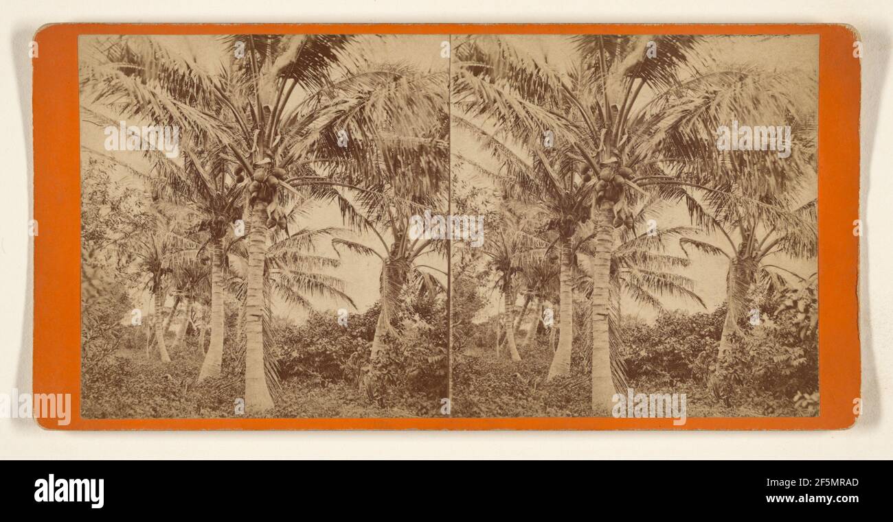 Arbre Cocoanut. Attribué au Florida Club Charles Seaver, Jr. Et George Pierron Banque D'Images