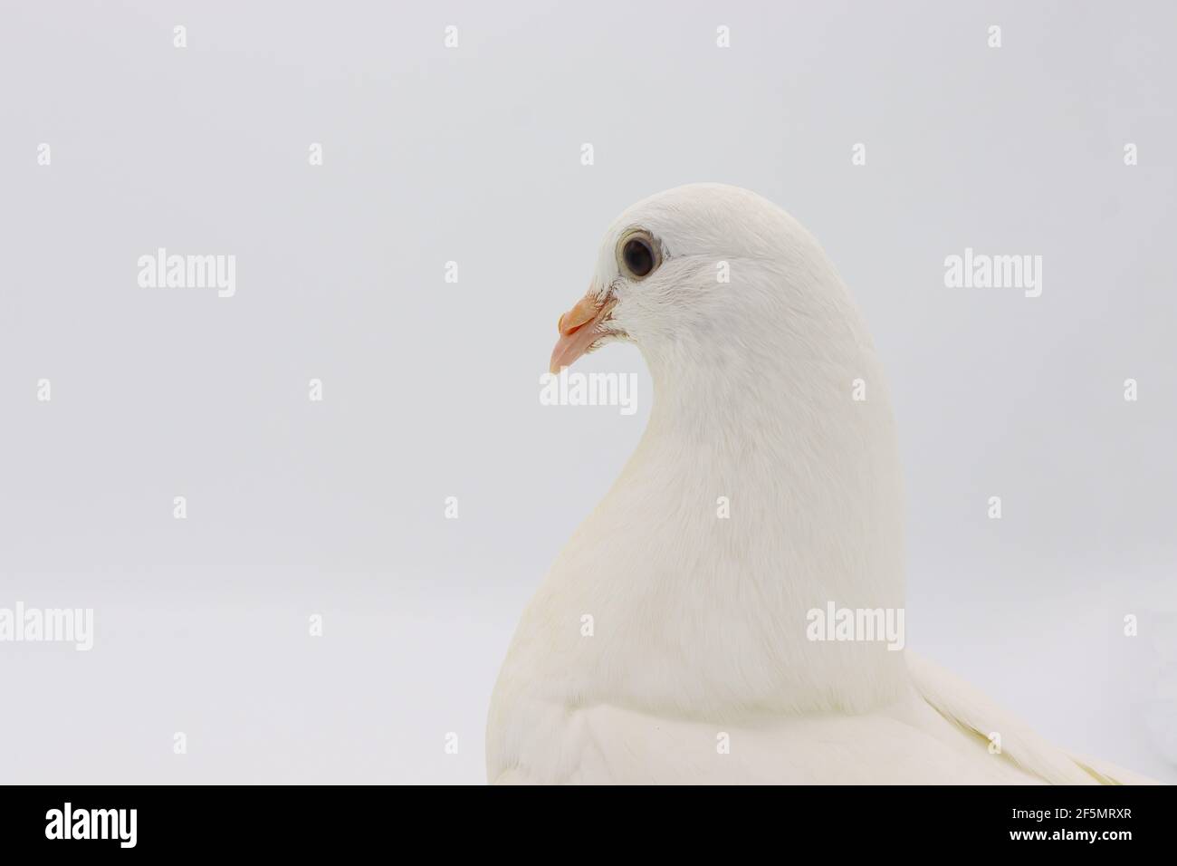 Pigeon en queue de Fantail anglais, magnifique pigeon blanc isolé sur fond blanc Banque D'Images
