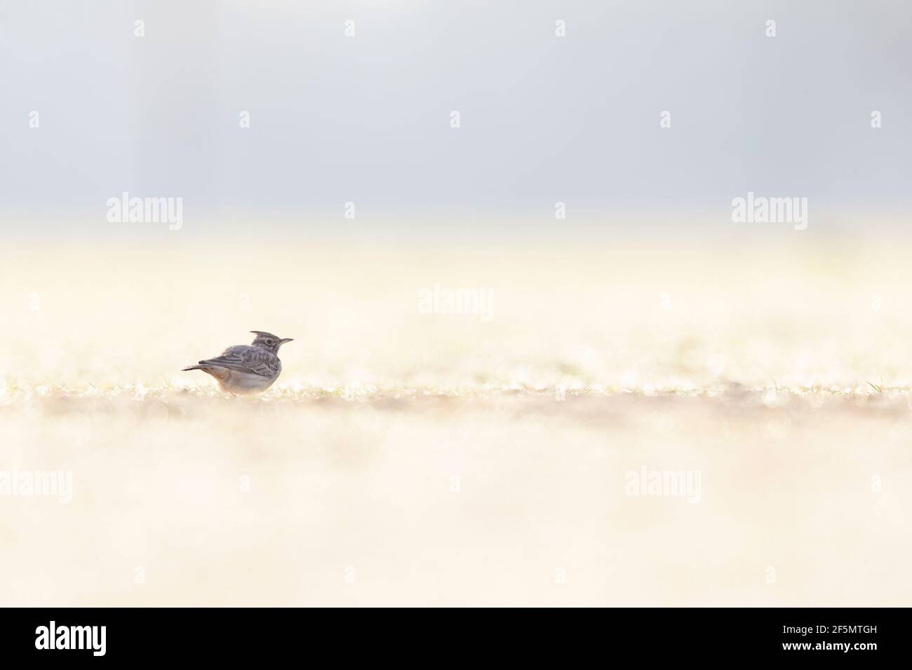 Une larche à crête (Galerida cristata) se reposant dans une prairie rétro-éclairée dans la lumière du matin. Banque D'Images