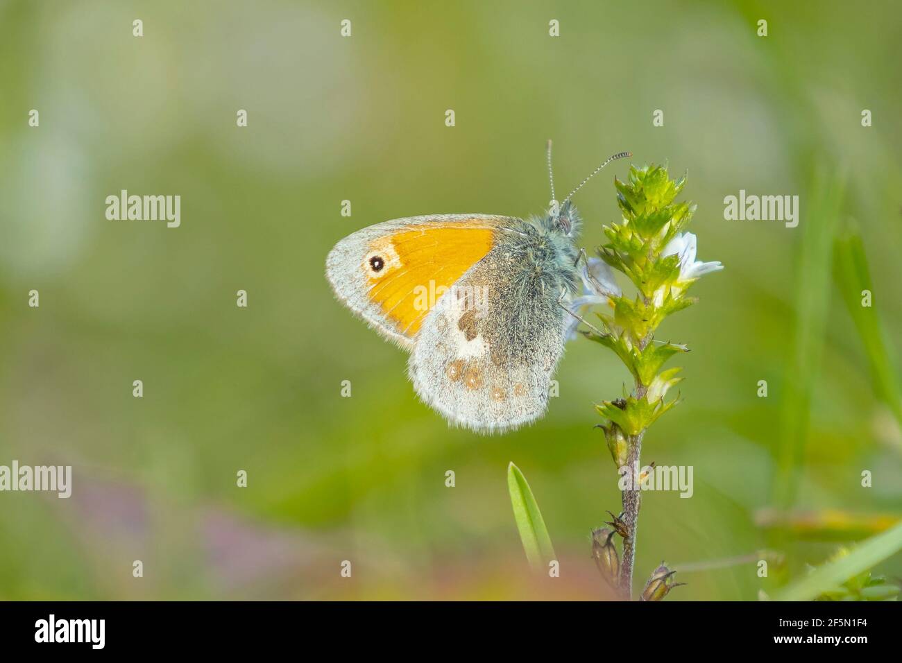 Libre d'un petit papillon heath Coenonympha pamphilus au repos dans la lumière du soleil sur une fleur rose avec des ailes fermées Banque D'Images