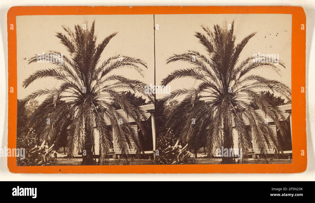 Date Palm. O. Pierre Havens (américain, 1838 - 1912, savane active, Géorgie) Banque D'Images