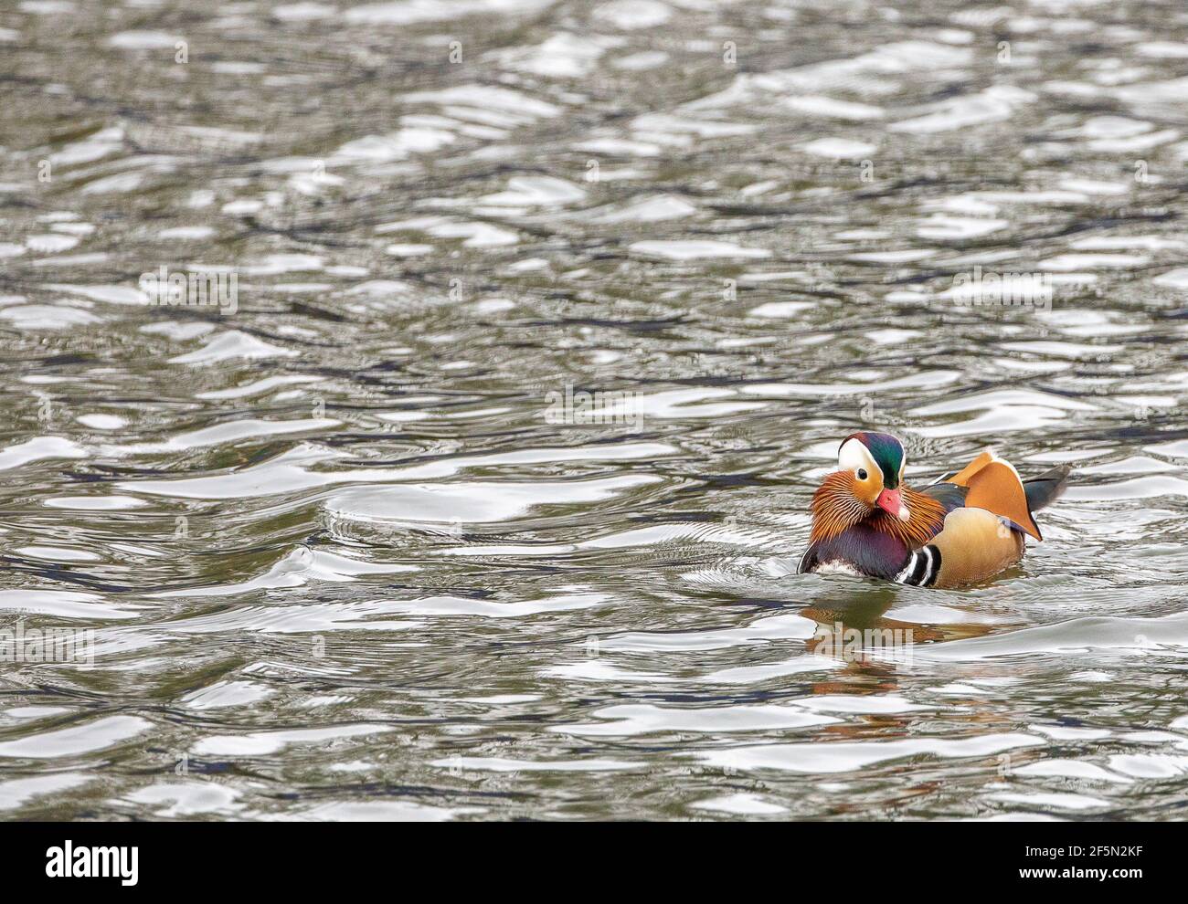 Canard mandarin vu sur la Tamise Hampton court Banque D'Images