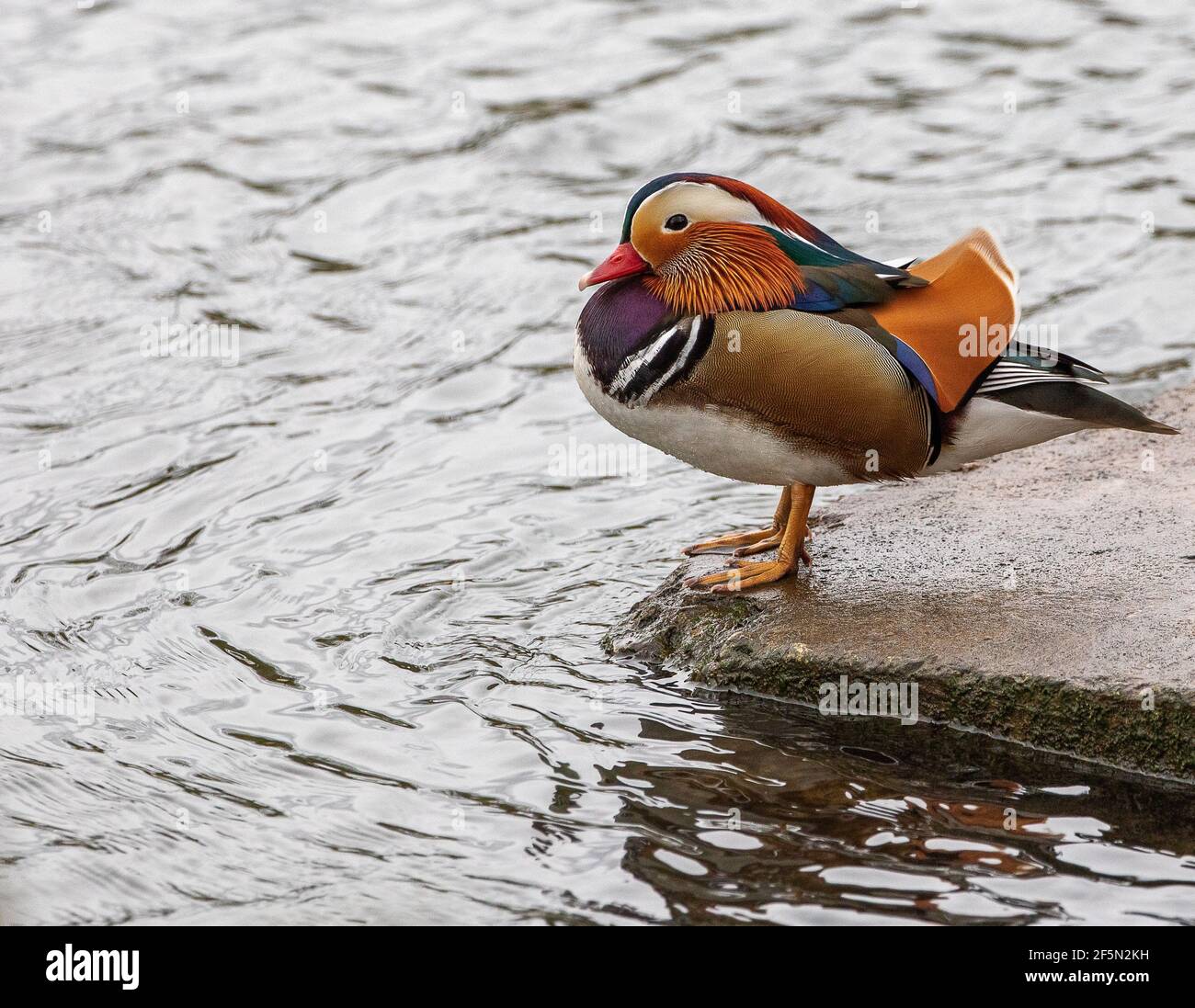 Canard mandarin vu sur la Tamise Hampton court Banque D'Images