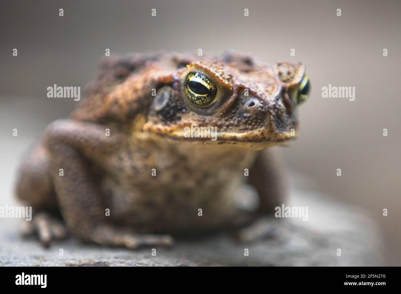 Gros plan d'un crapaud de canne à l'aspect grincheux ou d'un crapaud néotropical géant (Rhinella marina) sur un rocher dans la forêt tropicale de Daintree, Queensland, Australie. Banque D'Images