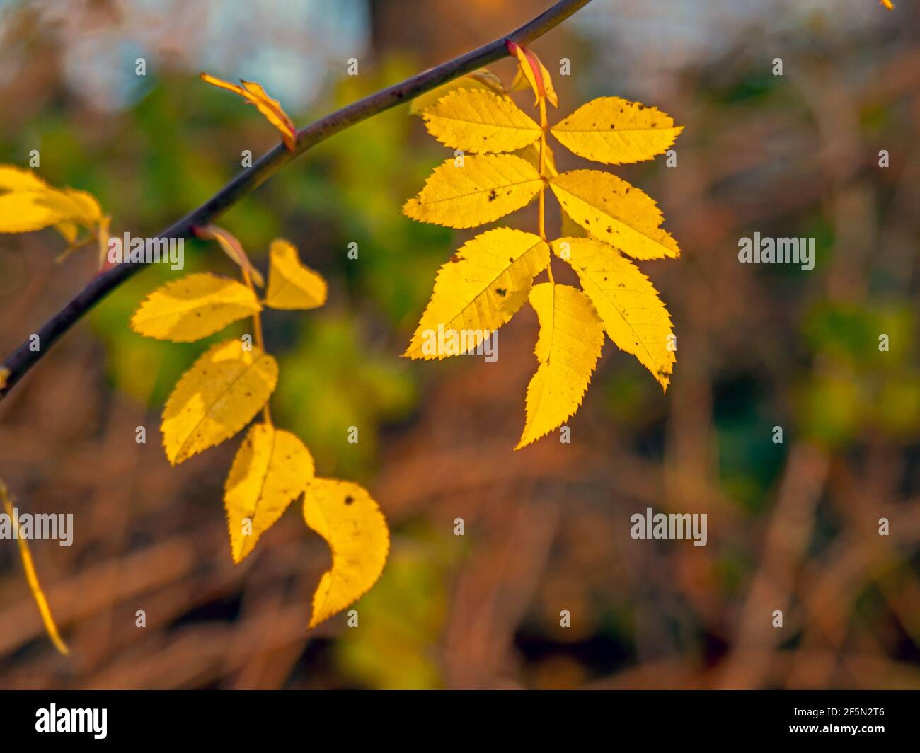 Feuilles de frêne jaune sous la lumière du soleil d'hiver Banque D'Images