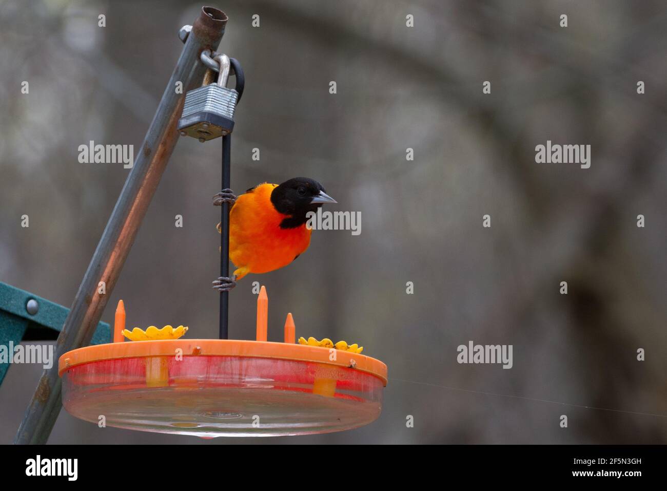 L'oriole de Baltimore mâle se nourrissant à un mangeoire à oiseaux orange au printemps, avec un fond marron. Banque D'Images