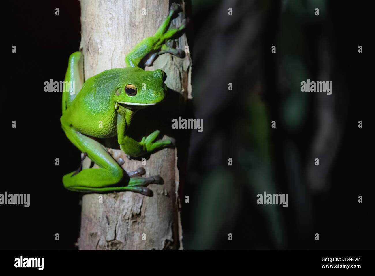 Portrait clair et ombré d'un vert australien de sexe masculin nocturne  Grenouille d'arbre (Ranoidea caerulea) Sur un tronc d'arbre la nuit dans le  Daintree tropical Rainfor Photo Stock - Alamy