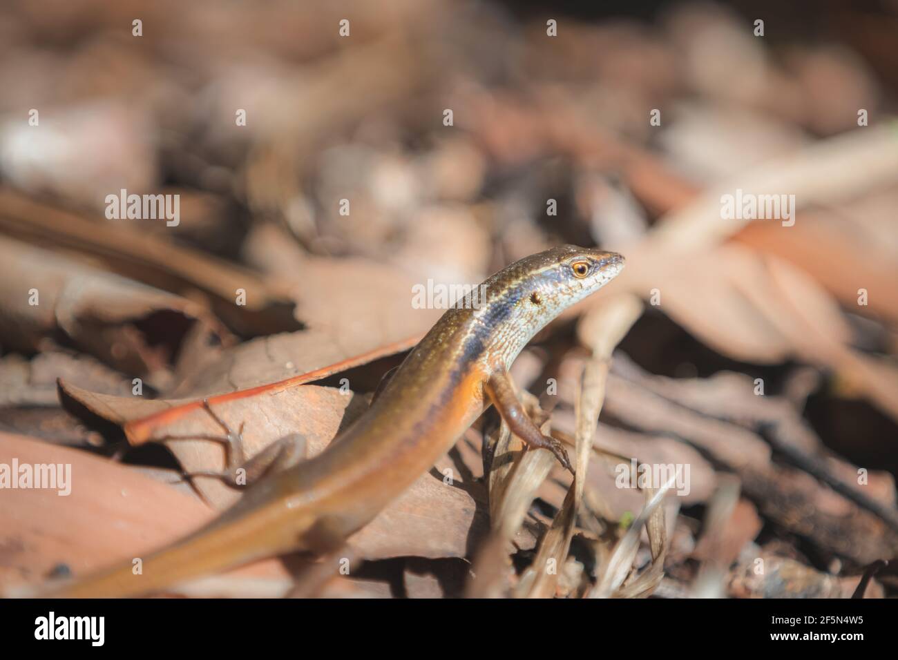 Gros plan d'un lézard à skink commun ou d'un moucheté pâle sunskink de jardin (Lamprophépolis guichenoti) Sur le plancher de la forêt de Daintree Rainfore Banque D'Images