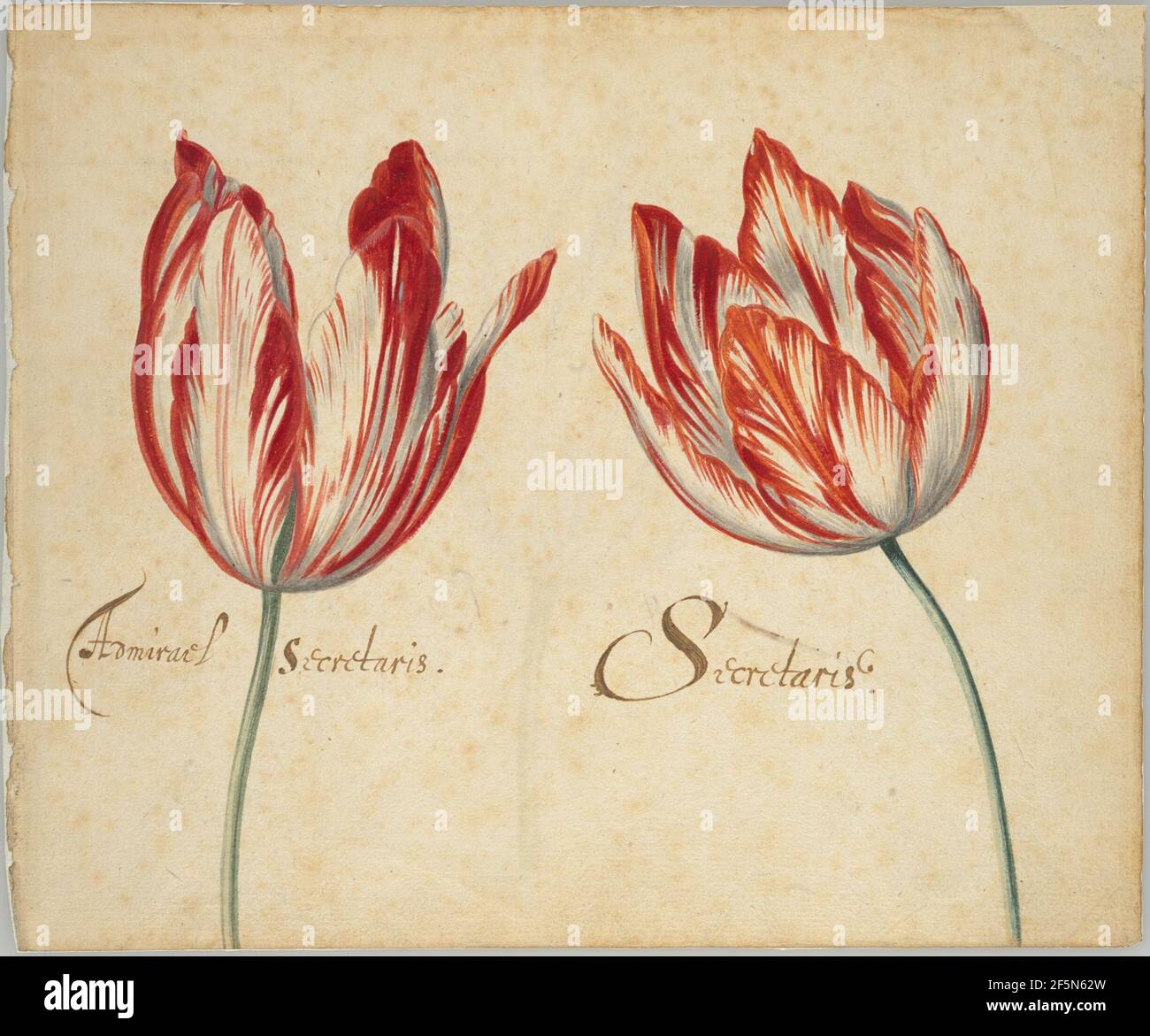 Deux tulipes (recto); un tulipe (verso). Fabricant inconnu, néerlandais Banque D'Images