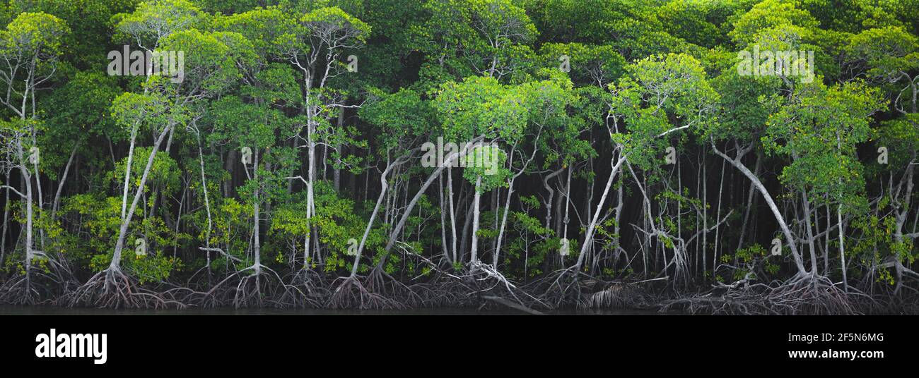 Panorama d'une forêt de mangroves (Rhizophora mangle) et de leurs racines de pilotis à Port Douglas, dans la forêt tropicale de Daintree, Queensland, Australi Banque D'Images