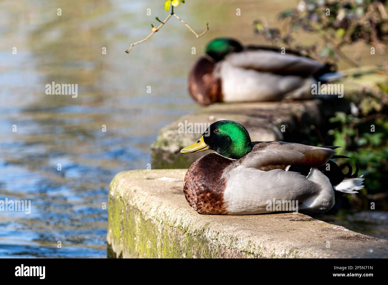 Canards colverts assis près d'une rive au soleil de printemps, avec une faible profondeur de champ Banque D'Images