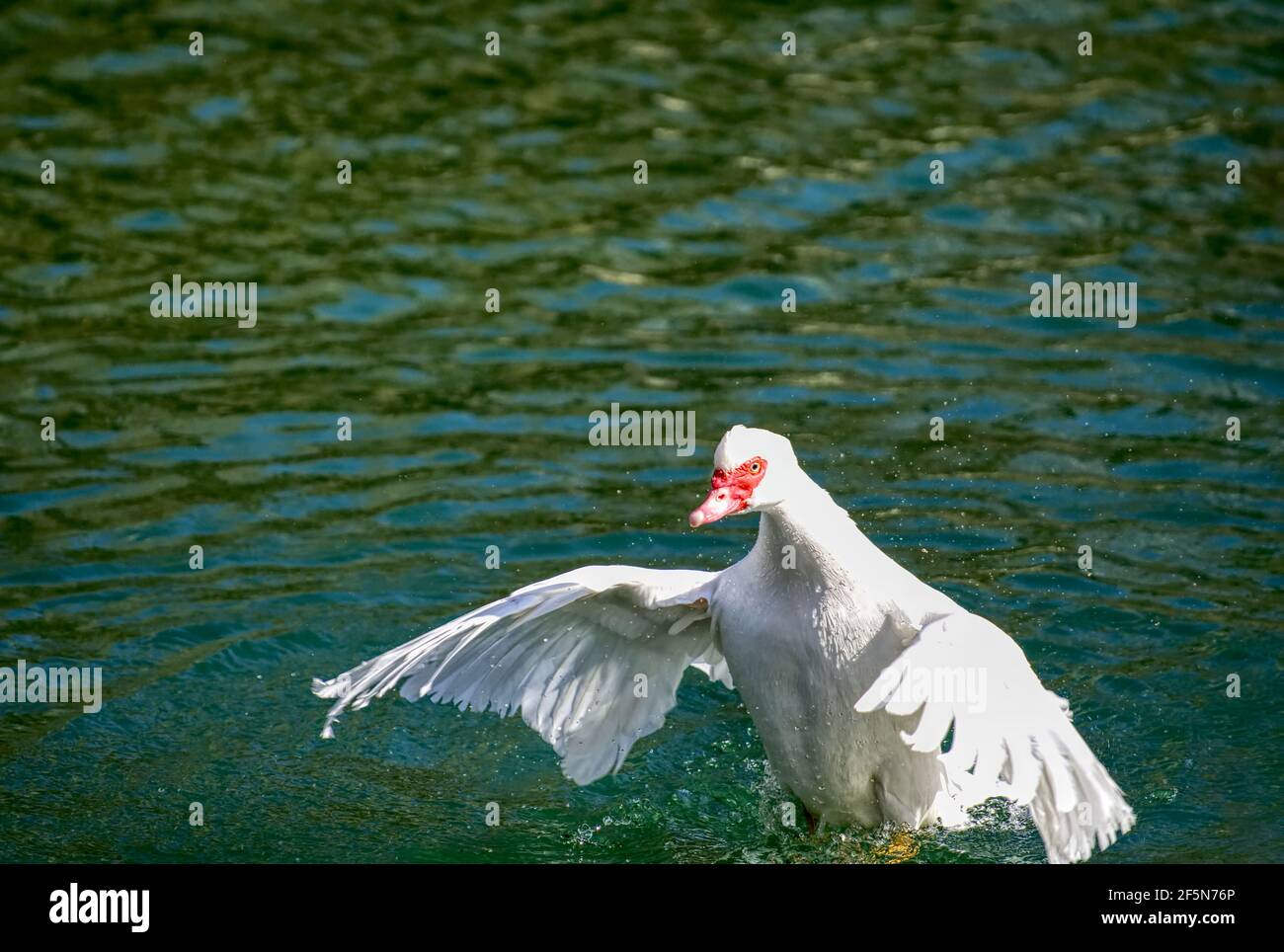 Magnifique canard de Muscovy sur un petit étang avec ses ailes etartez Banque D'Images