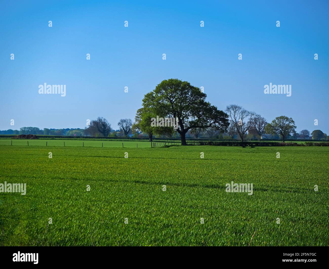 Chêne dans un champ vert avec un ciel bleu en été Banque D'Images