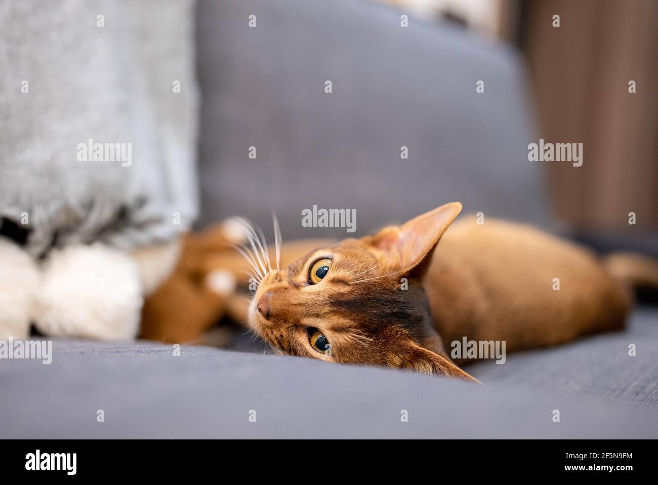 Chat Abyssinien mignon couché sur un canapé gris à la maison et jouant avec une souris. Banque D'Images