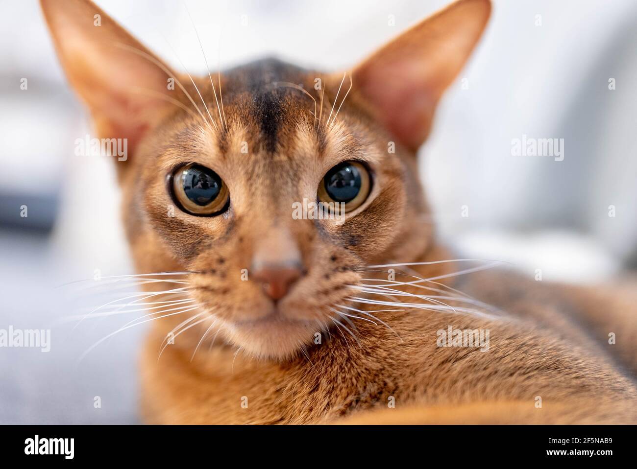 Chat Abyssinien mignon couché sur un canapé gris à la maison et jouant avec une souris. Banque D'Images