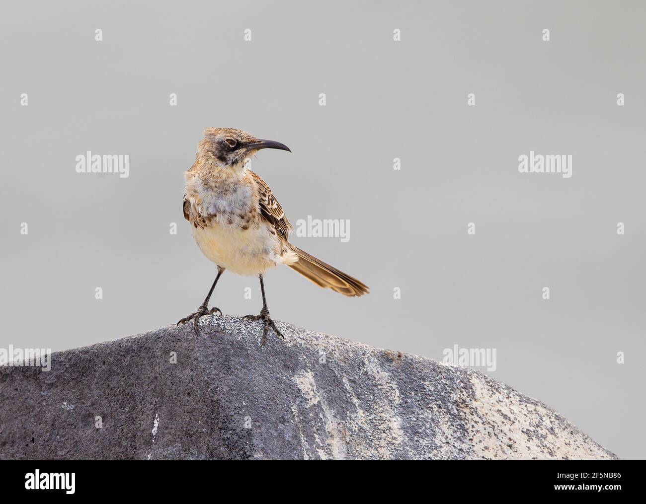 Espanola (Hood) Mockingbird (Nesomimus macdonaldi) debout sur la roche Banque D'Images