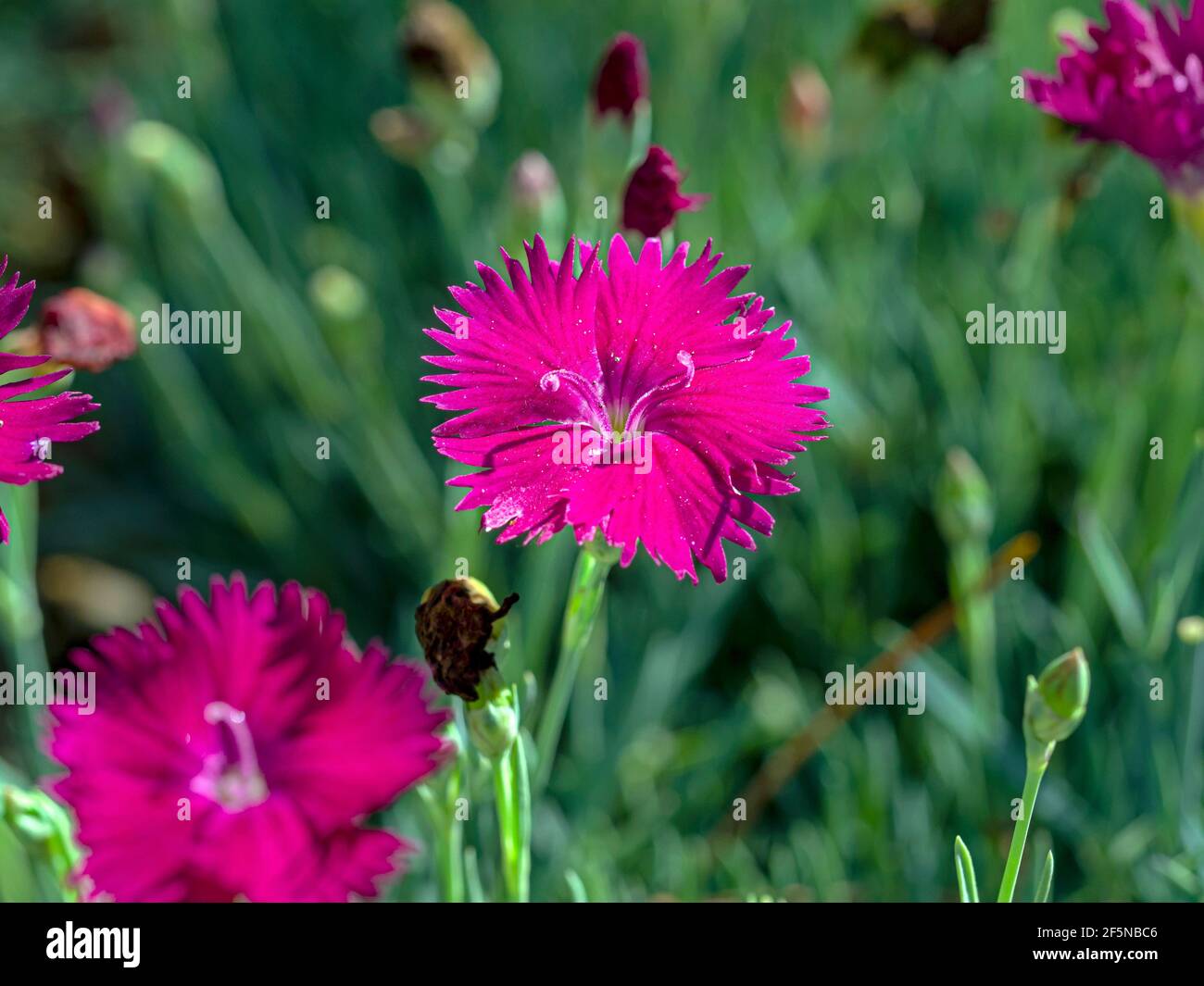 Dianthus Neon Star fleurit dans un jardin Banque D'Images