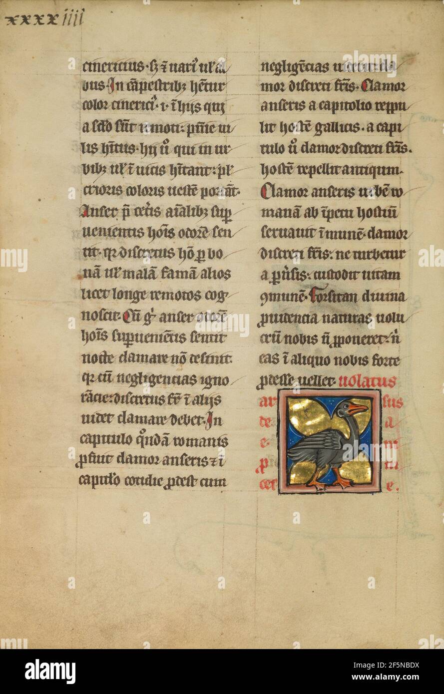 Un héron. Inconnu Banque D'Images