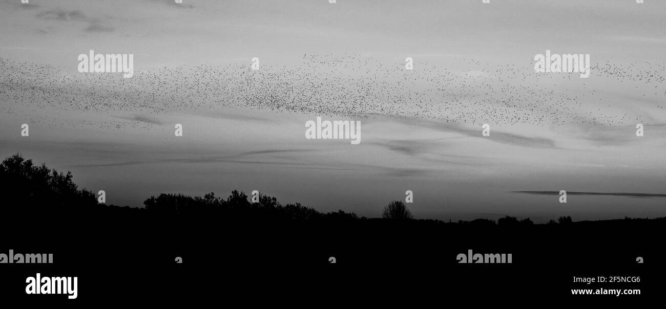 Un vaste troupeau d'étoiles (Sturnus vulgaris) au coucher du soleil en hiver au RSPB Ham Wall, Somerset, UK B&W. Banque D'Images