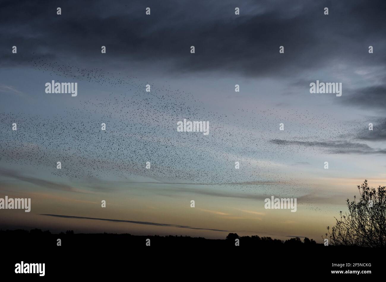 Vaste troupeau d'étoiles (Sturnus vulgaris) au coucher du soleil en hiver, à RSPB Ham Wall, Somerset, Royaume-Uni Banque D'Images