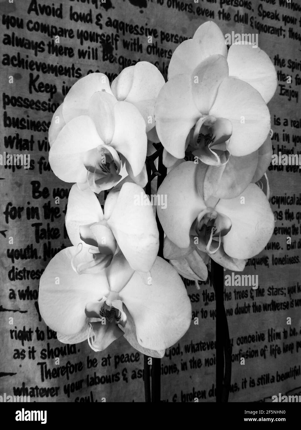 Une pointe de fleurs de grande orchidée blanche de Moth, Phalaenopsis amabilis, contre un vieux mur suspendu de prose, en noir et blanc Banque D'Images