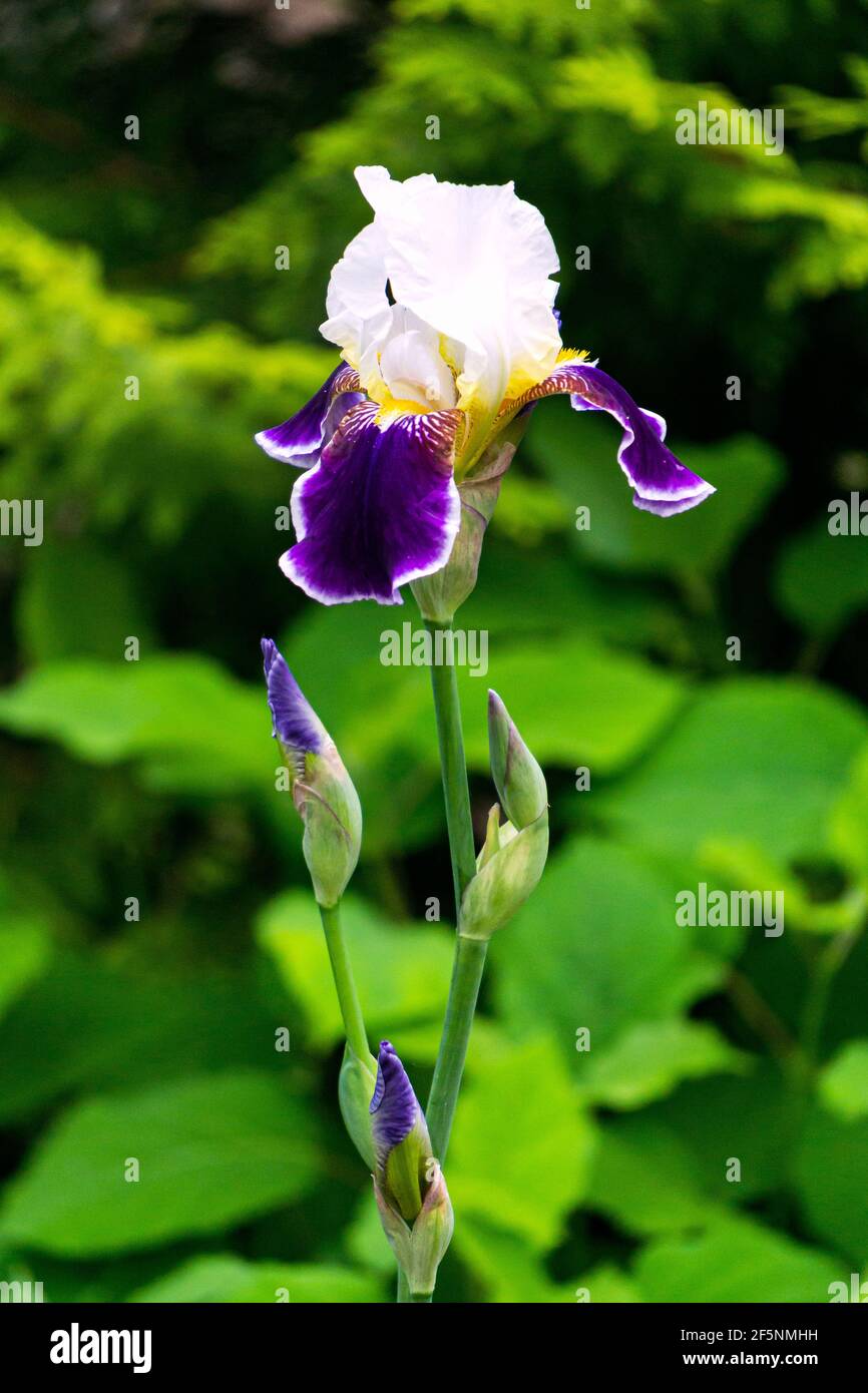 Iris blanc fleuri aux pétales inférieurs violets sur un lit de fleurs dans un jardin d'été. Banque D'Images