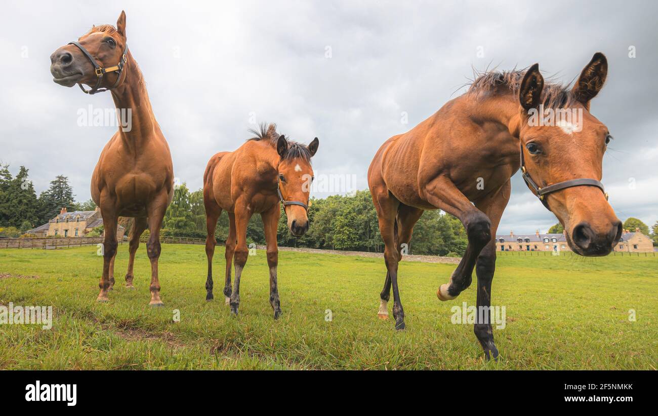 Portrait à angle bas de trois chevaux approchant de Cleveland Bay (Equus ferus cabalus) sur une ferme de campagne écossaise. Banque D'Images
