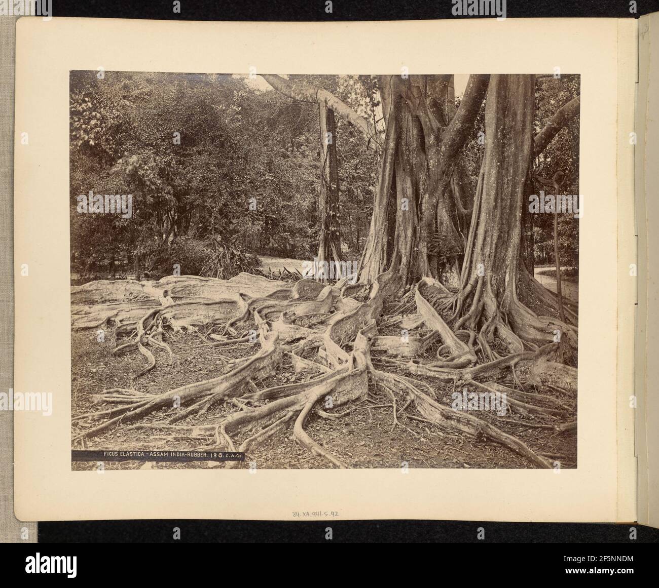 Ficus Elastica - Assam Inde - caoutchouc. Banque D'Images