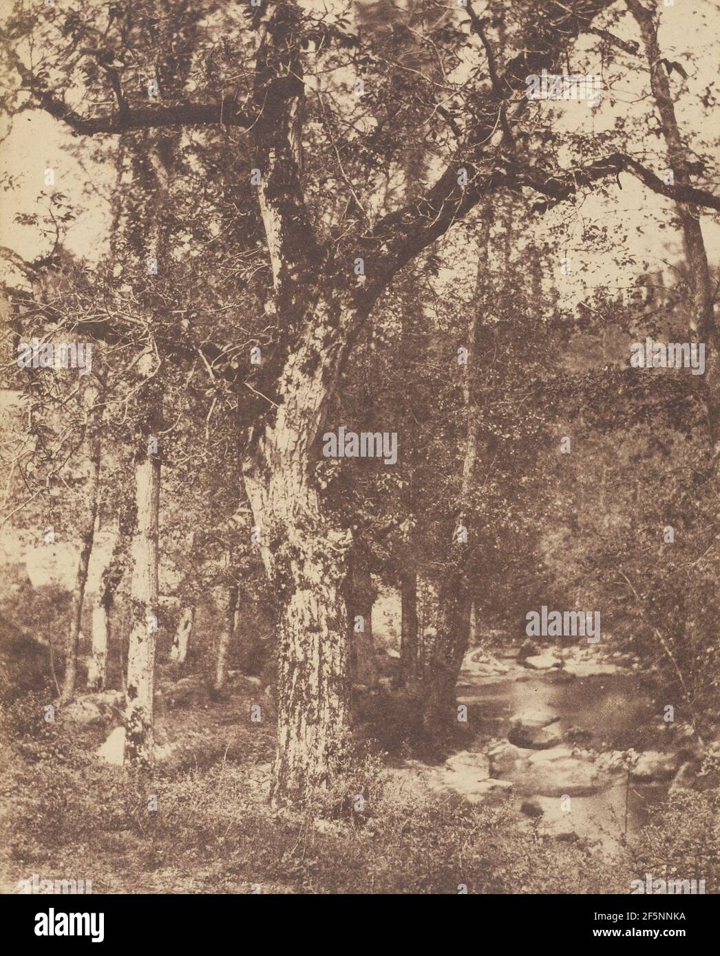 Paysage boisé avec ruisseau. Banque D'Images