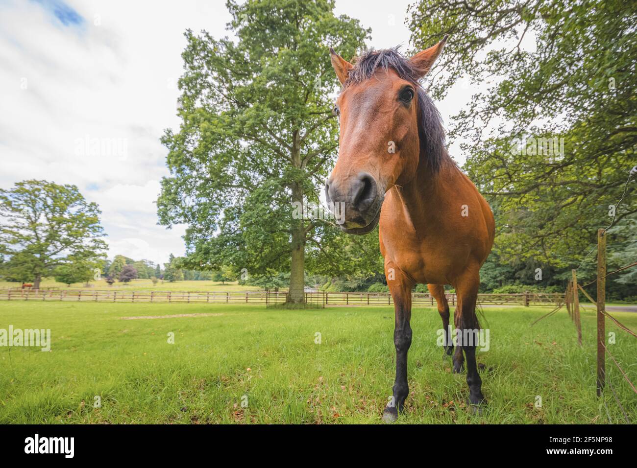 Portrait à angle bas d'un cheval mâle brun de Cleveland Bay (Equus ferus cabalus) sur une ferme écossaise. Banque D'Images