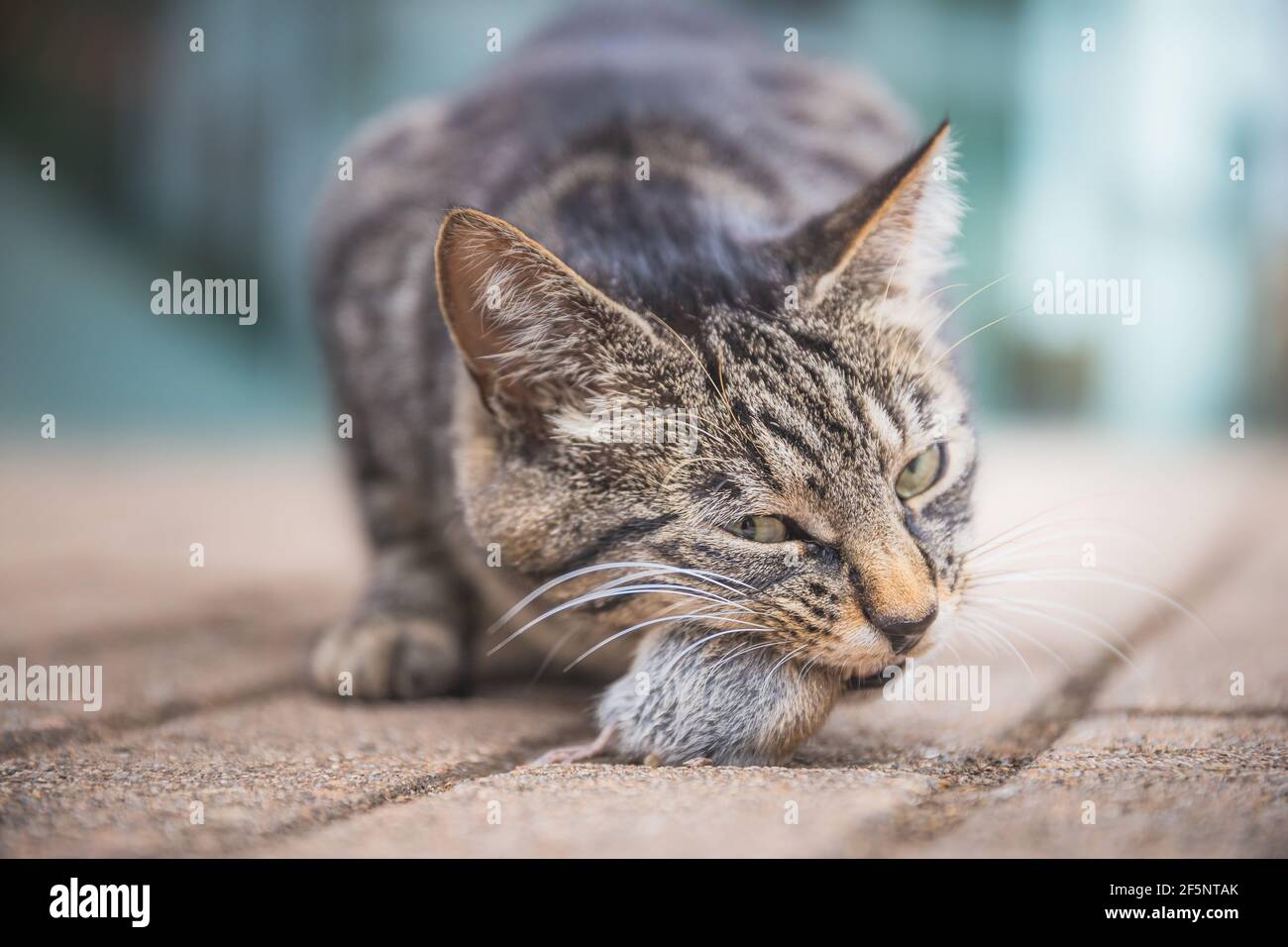 Gros Plan Sur Un Chat Domestique Qui Chasse Et Mange Une Souris Photo Stock Alamy