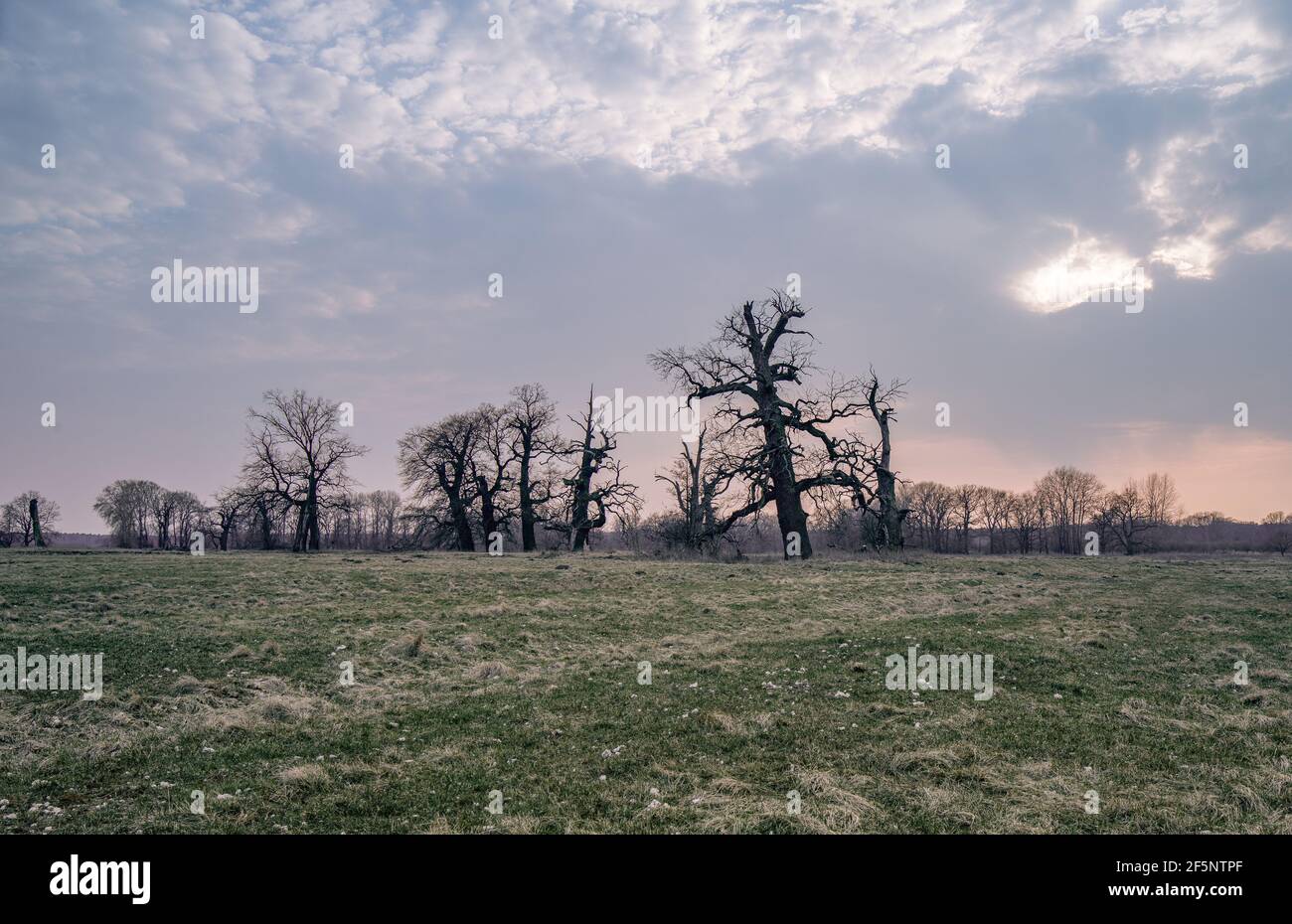 Vieux chênes. Crépuscule dans le parc de paysage de Rogalin. Pâturages sur les plaines inondables - vallée de la rivière Warta. Banque D'Images