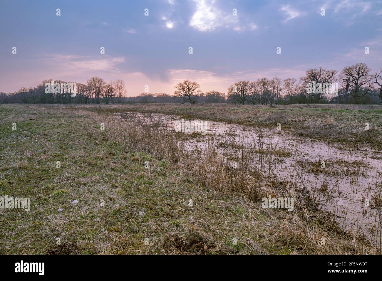 Vieux chênes. Crépuscule dans le parc de paysage de Rogalin. Pâturages sur les plaines inondables - vallée de la rivière Warta. Banque D'Images