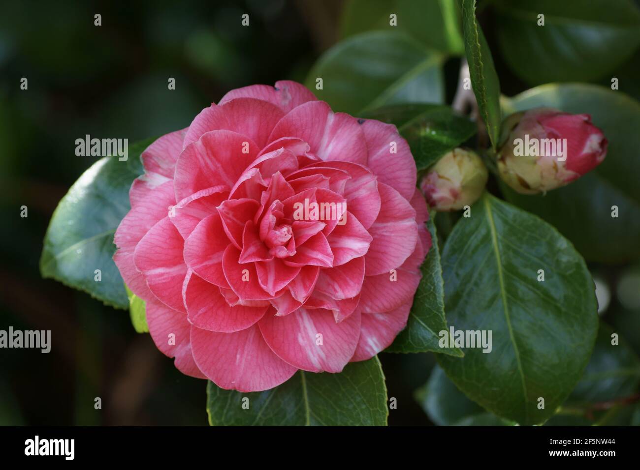 Camellia fleurit dans les jardins de Clyne Banque D'Images