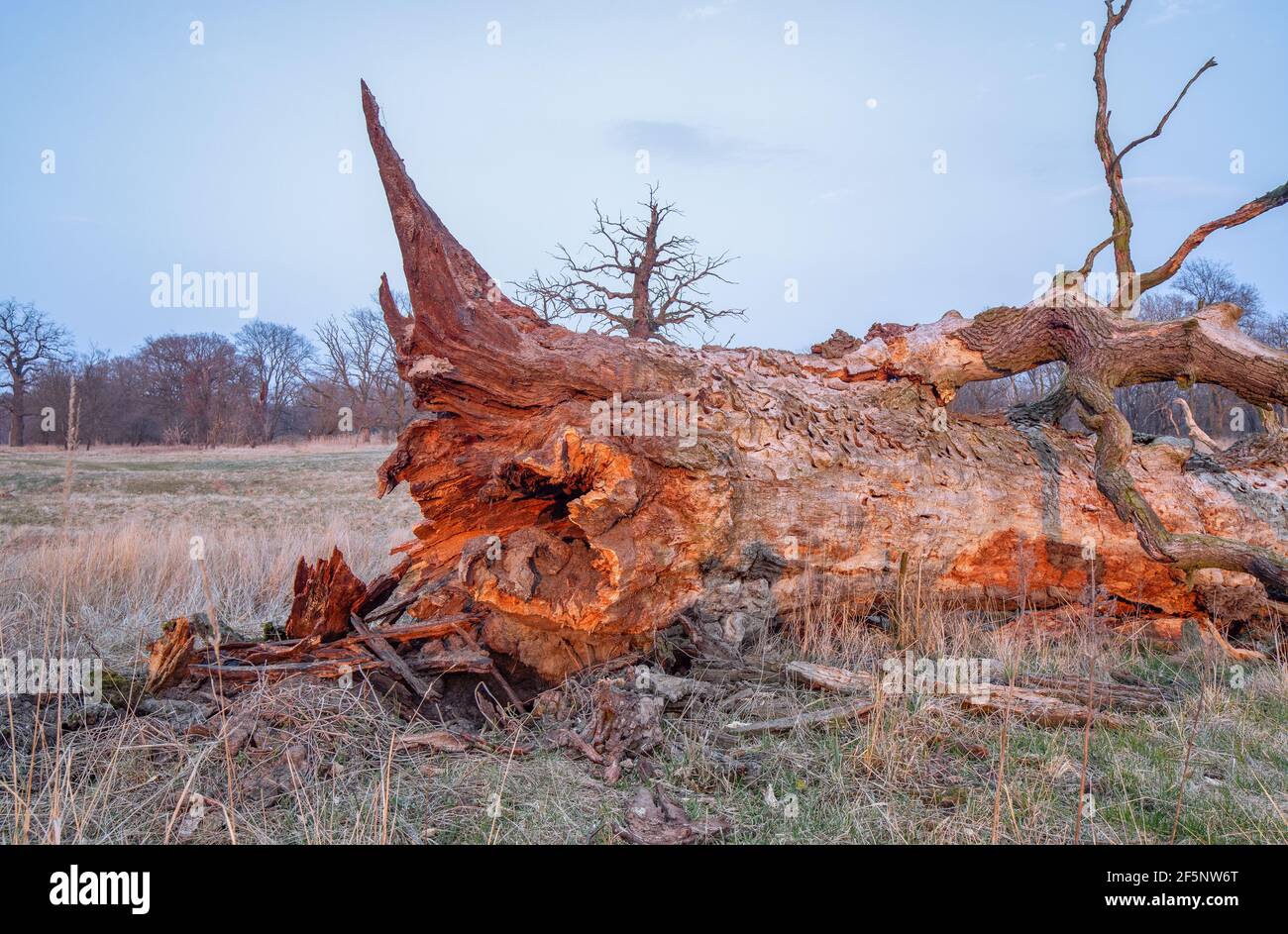 Vieux chênes. Crépuscule dans le parc de paysage de Rogalin. Pâturages sur les plaines inondables - vallée de la rivière Warta. Banque D'Images