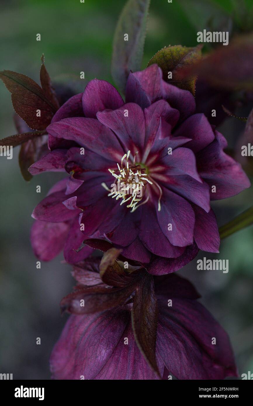 Macro prise de vue noir bordeaux hellébore. La floraison printanière précoce s'est élevée comme des fleurs d'hellebore. Helleborus orientalis Delila Banque D'Images
