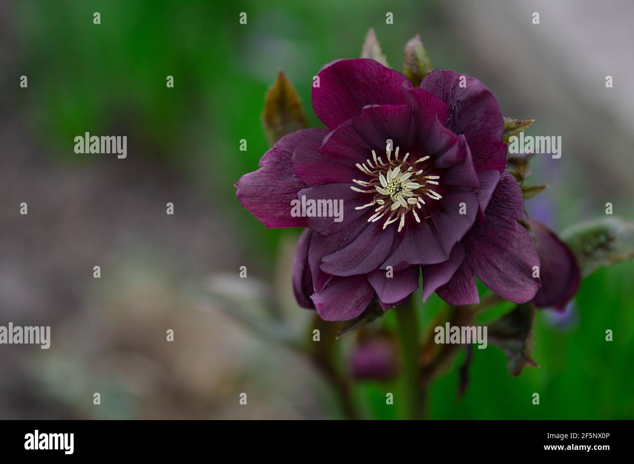 Lenten hellebore soins dans le jardin. La rose de Noël est l'une des premières fleurs. Hellébores Double Ellen Purple Banque D'Images