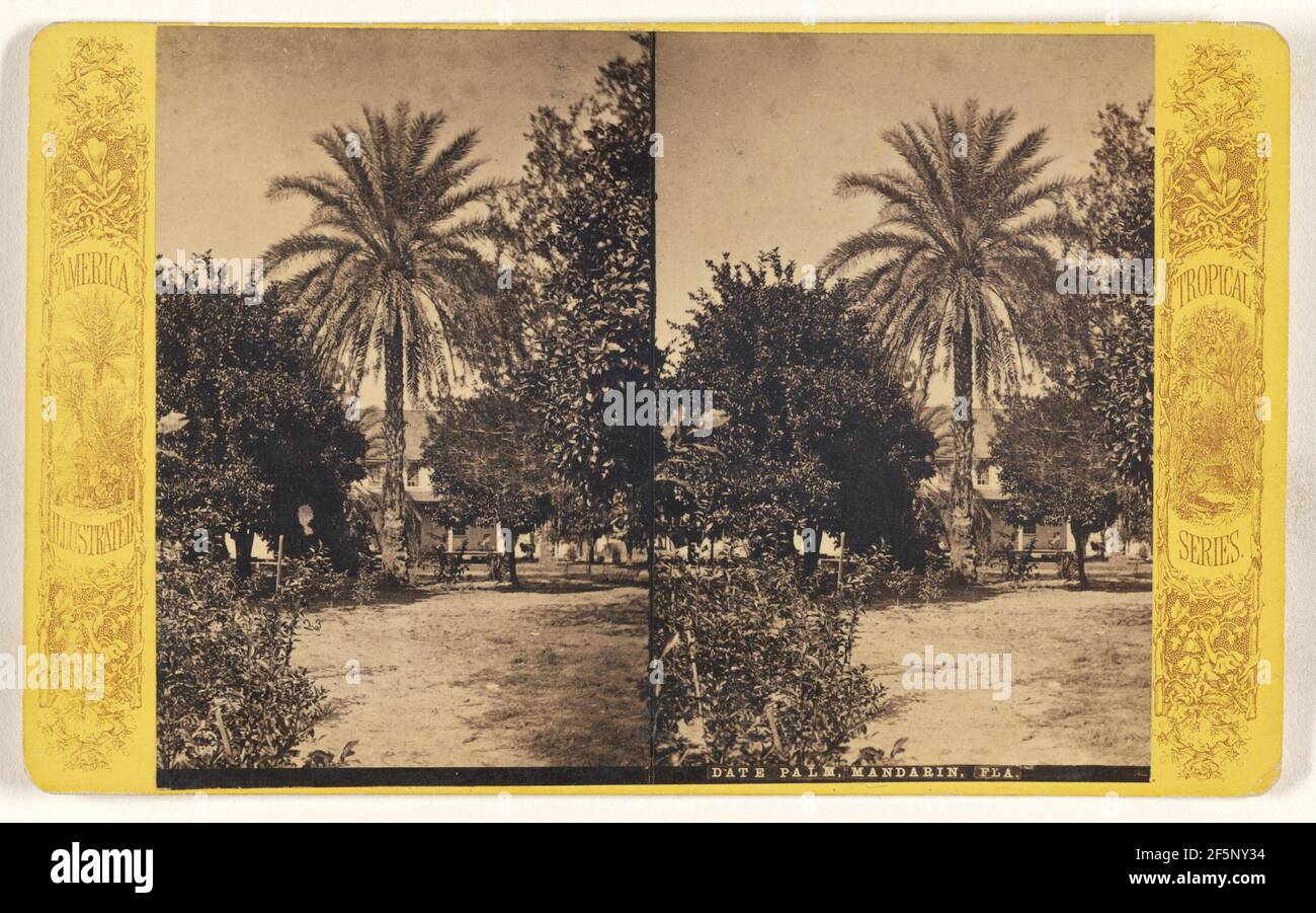 Date Palm, Mandarin, Fla. Fabricant inconnu, américain Banque D'Images