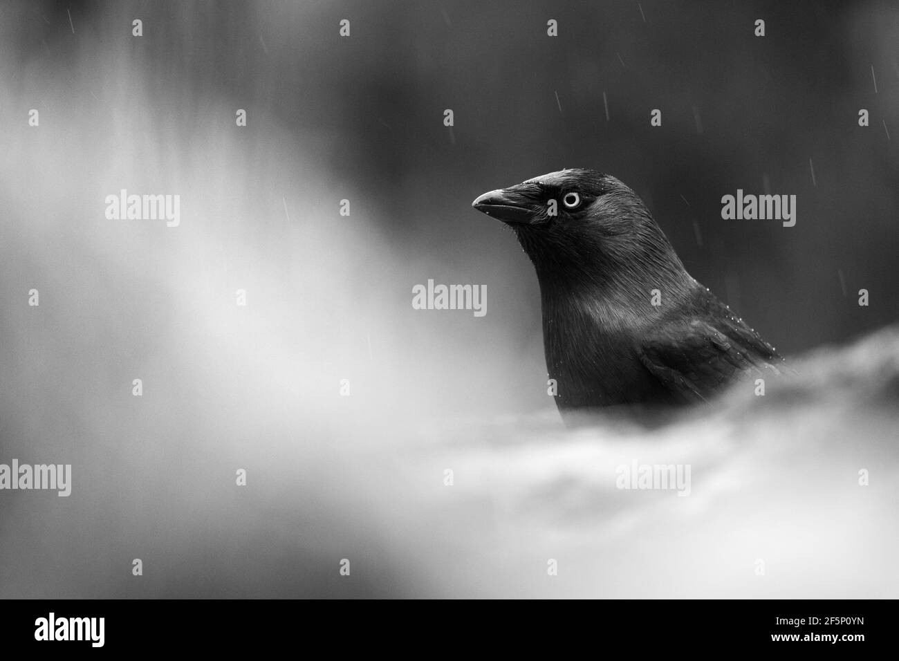 Jackdaw sous la pluie. Banque D'Images