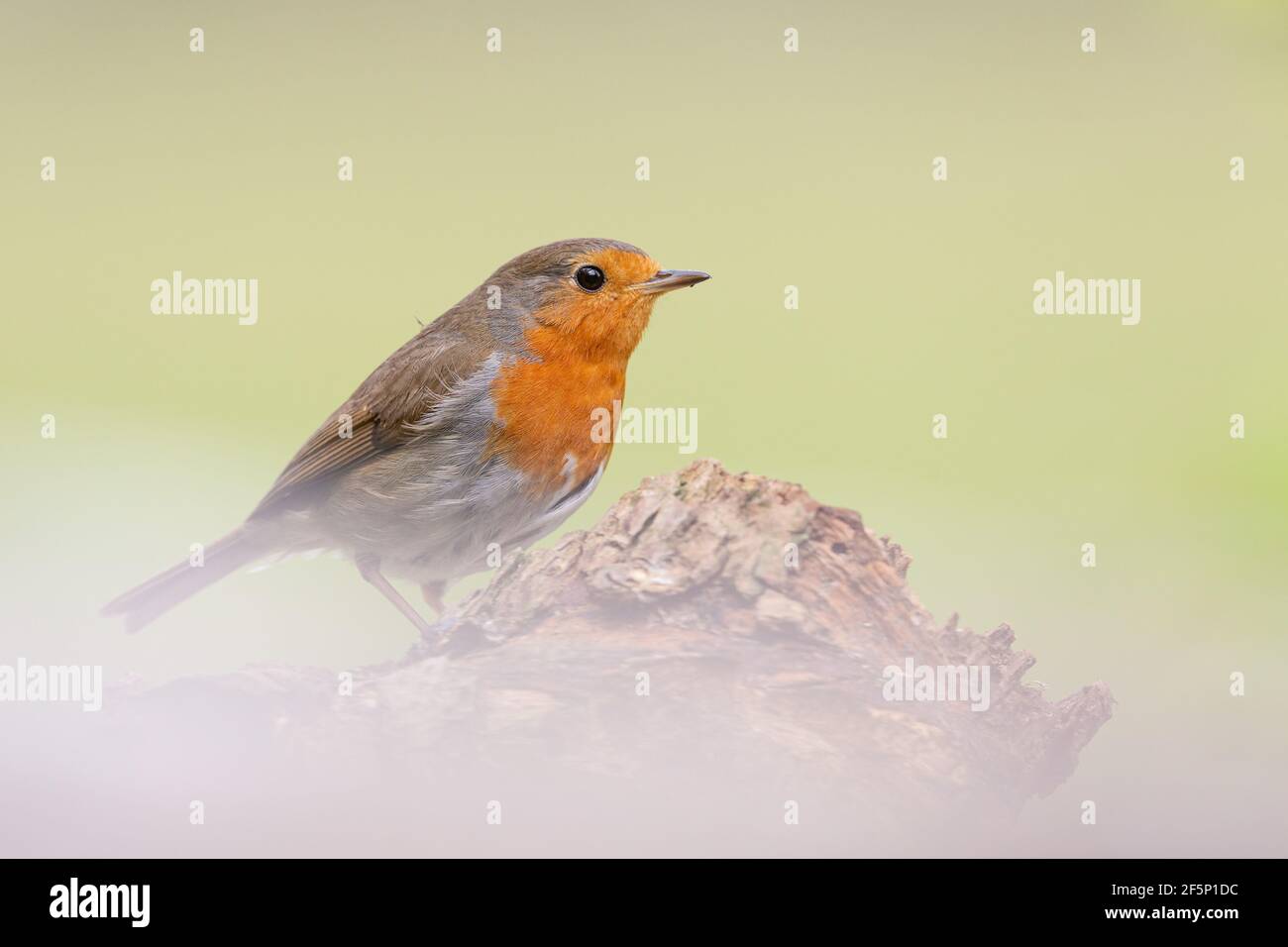 Robin, à la recherche de nourriture dans un jardin Banque D'Images