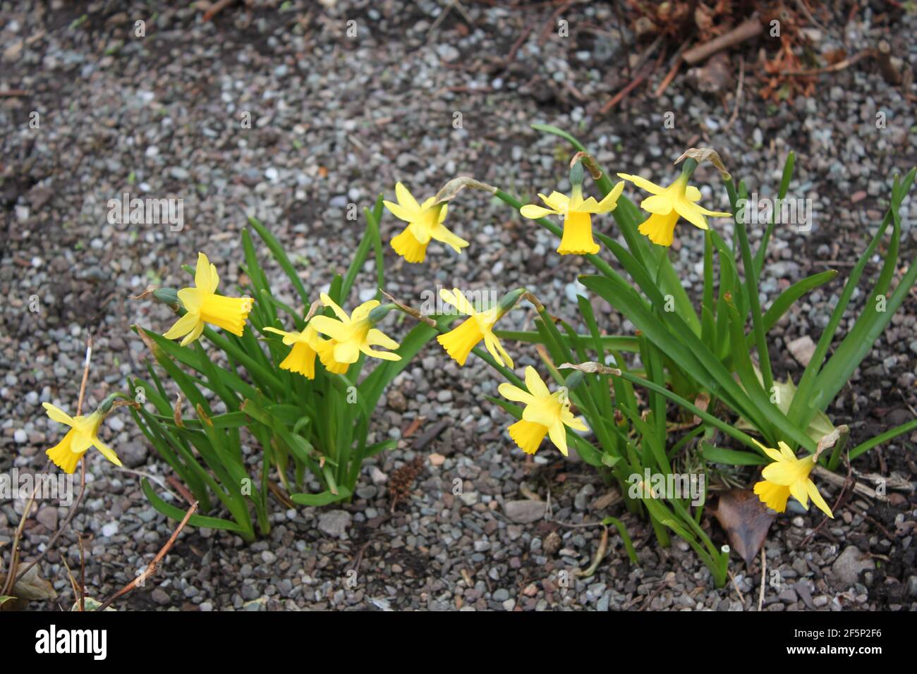 Fleurs de printemps, fleurs de printemps petites jonquilles jaunes  délicates. Images du printemps. À l'extérieur, au printemps, les jonquilles  et les promenades de printemps. Ressort jaune Photo Stock - Alamy