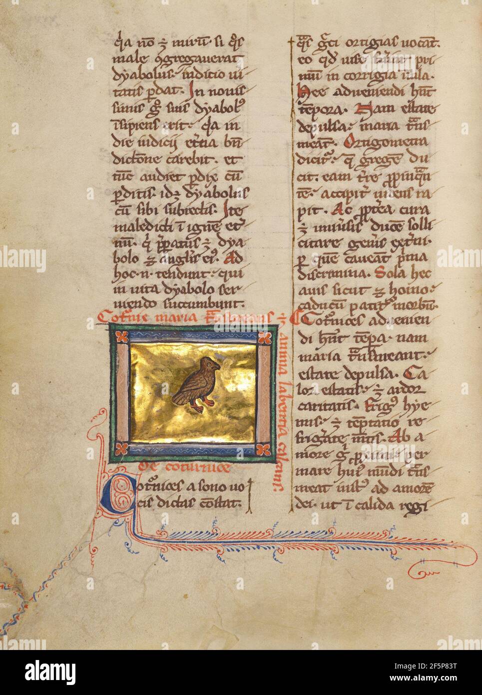 Un Quail. Inconnu Banque D'Images