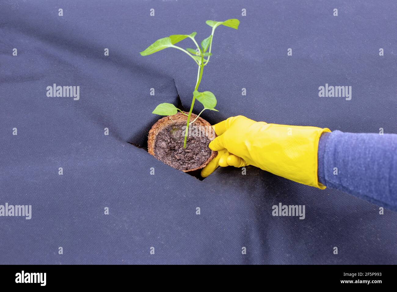 Instructions pour planter des semis de poivre sur le spunbond, en coupant un trou pour les semis.Etape 7 Banque D'Images