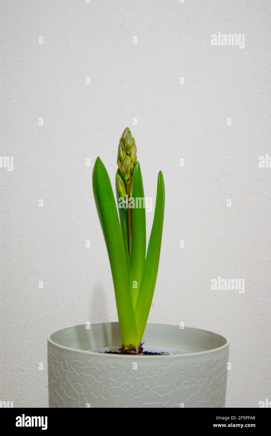 La plante bulbeuse a libéré les feuilles éternelles et la flèche avec des bourgeons. La jacinthe s'est réveillée. Saisons. Fleurs. Plante dans un pot sur fond blanc. Banque D'Images