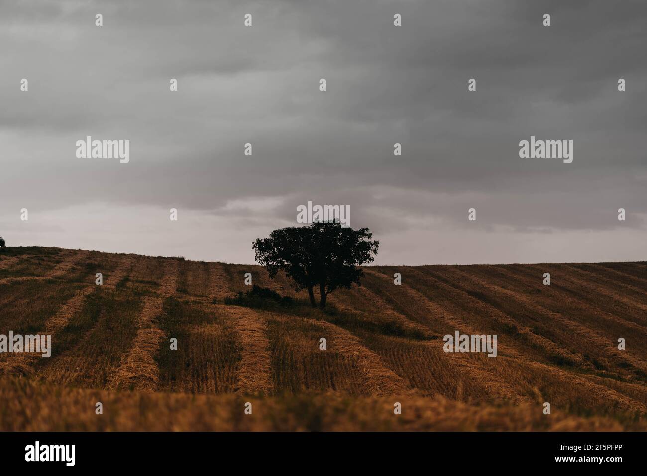 photographie d'arbres Banque D'Images