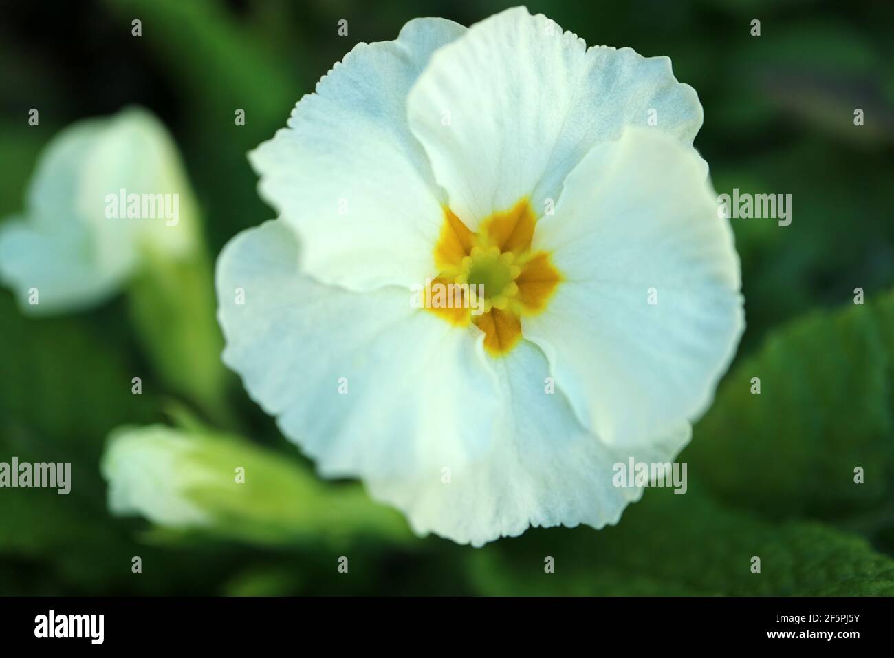 Primula blanc avec des pétales délicats, étamines jaunes et feuilles vertes dans le jardin, blanc de printemps primula macro, photo florale, photographie macro Banque D'Images