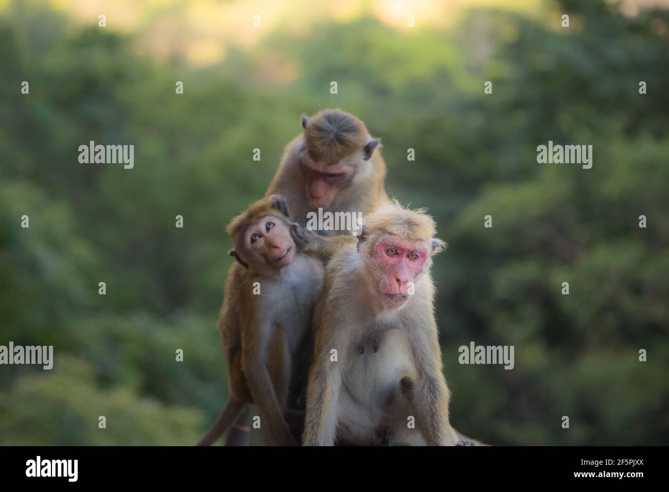 Les singes du vieux monde Toque macaques (Macaca sinica) le toilettage social dans la jungle du Sri Lanka. Banque D'Images