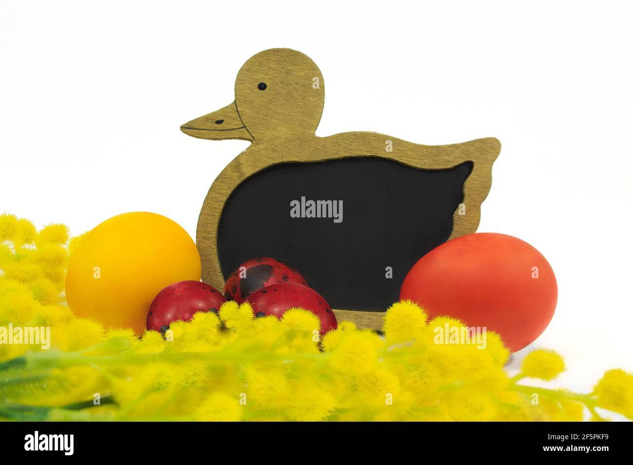 Tableau de note de canard avec œufs rouges peints en jaune et branche de mimosa jaunes. Isolé. Copier l'espace Banque D'Images