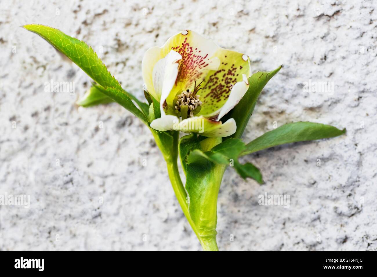 Fleur Helloporus, ('rose de Noël'), poussant sous la neige, plante curative mais toxique, hybride blanc avec des points violets, sur fond de mur blanc Banque D'Images
