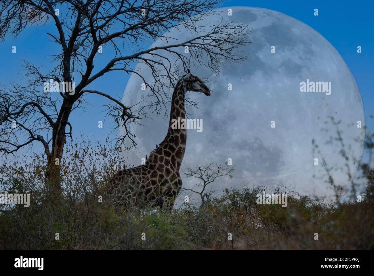 Une girafe solitaire silhouettée par une pleine lune dans la réserve de jeu de Mala Mala, Mpumalanga, Afrique du Sud Banque D'Images